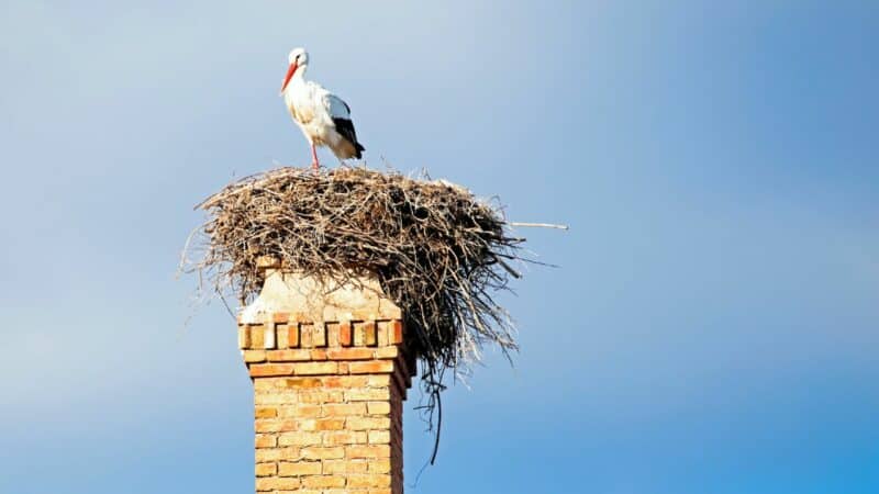 bird nest on top of the chimney