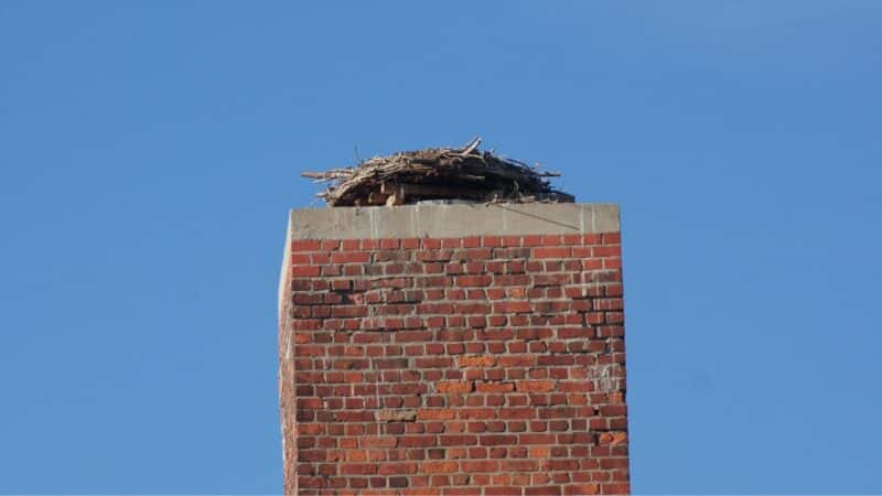 bird nest on top of chimney